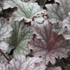 Heuchera 'Frosted Violet'