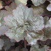 Heuchera m. 'Palace Purple'