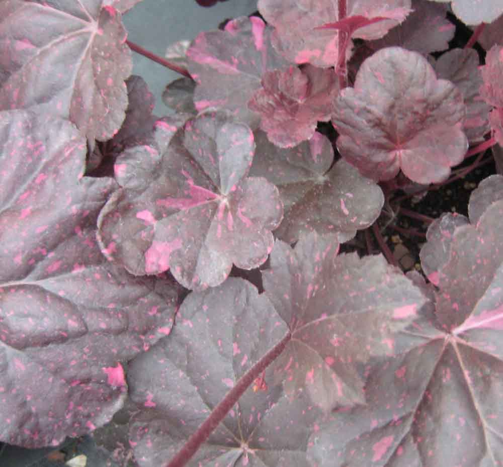 Heuchera 'Midnight Rose'