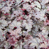 Heuchera 'Plum Pudding'