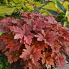 Heucherella Fun and Games® 'Hopscotch'