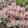 Tiarella 'Spring Symphony'