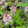 Tiarella 'Sugar and Spice'