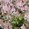 Tiarella 'Pink Skyrocket'
