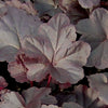 Heuchera 'Obsidian'