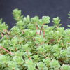Sedum s. 'John Creech'