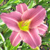 Hemerocallis 'Purple de Oro'