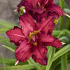 Hemerocallis 'Double Pardon Me'