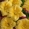 Hemerocallis 'Going Bananas'