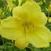 Hemerocallis 'Happy Returns'