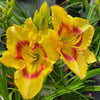 Hemerocallis 'Monterey Jack'