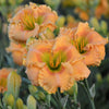 Hemerocallis 'Orange Smoothie'