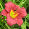 Hemerocallis 'Pardon Me'