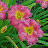 Hemerocallis 'Passionate Returns'