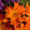 Hemerocallis 'Primal Scream'