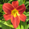 Hemerocallis 'Rocket City'