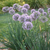 Allium 'Bubble Bath'