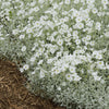 Cerastium tomentosum