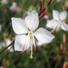 Gaura l. 'Whirling Butterflies'