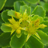 Sedum kamtschaticum