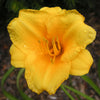 Hemerocallis 'Stella de Oro'