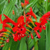 Crocosmia 'Lucifer'