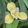 Iris s. 'Butter and Sugar'