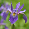 Iris v. 'Purple Flame'