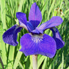 Iris s. 'Caesar's Brother'