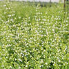 Calamintha nepeta ssp. Nepeta (Calamint)