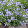 Amsonia x 'Blue Ice'