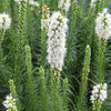 Liatris s. 'Floristan White'