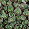 Sedum Sunsparkler® 'Lime Zinger'