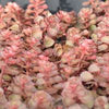 Sedum s. 'Dragon's Blood'