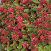 Sedum s. 'Fulda Glow'