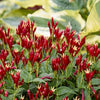 Spigelia m. 'Apple Slices'