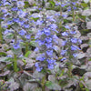 Ajuga r. 'Catlin's Giant'