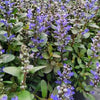 Ajuga r. 'Chocolate Chip'