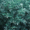 Artemisia x 'Powis Castle'