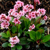 Bergenia 'Pink Dragonfly'