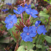 Ceratostigma plumbaginoides