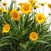 Coreopsis g. 'Sunfire'