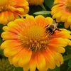 Gaillardia 'Arizona Apricot'