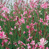 Gaura l. 'Siskiyou Pink'