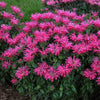 Monarda 'Electric Neon Pink'