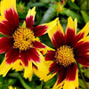 Coreopsis g. 'Super Star'