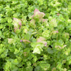 Origanum 'Kent Beauty'