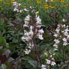 Penstemon d. 'Husker Red'