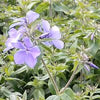 Phlox d. 'Blue Moon'