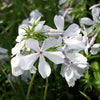 Phlox d. 'May Breeze'